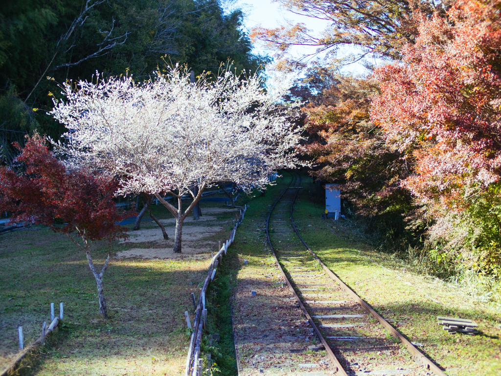 レールと紅葉