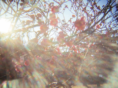 梅の花 HOLGA