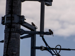 スズメがおったんですよ