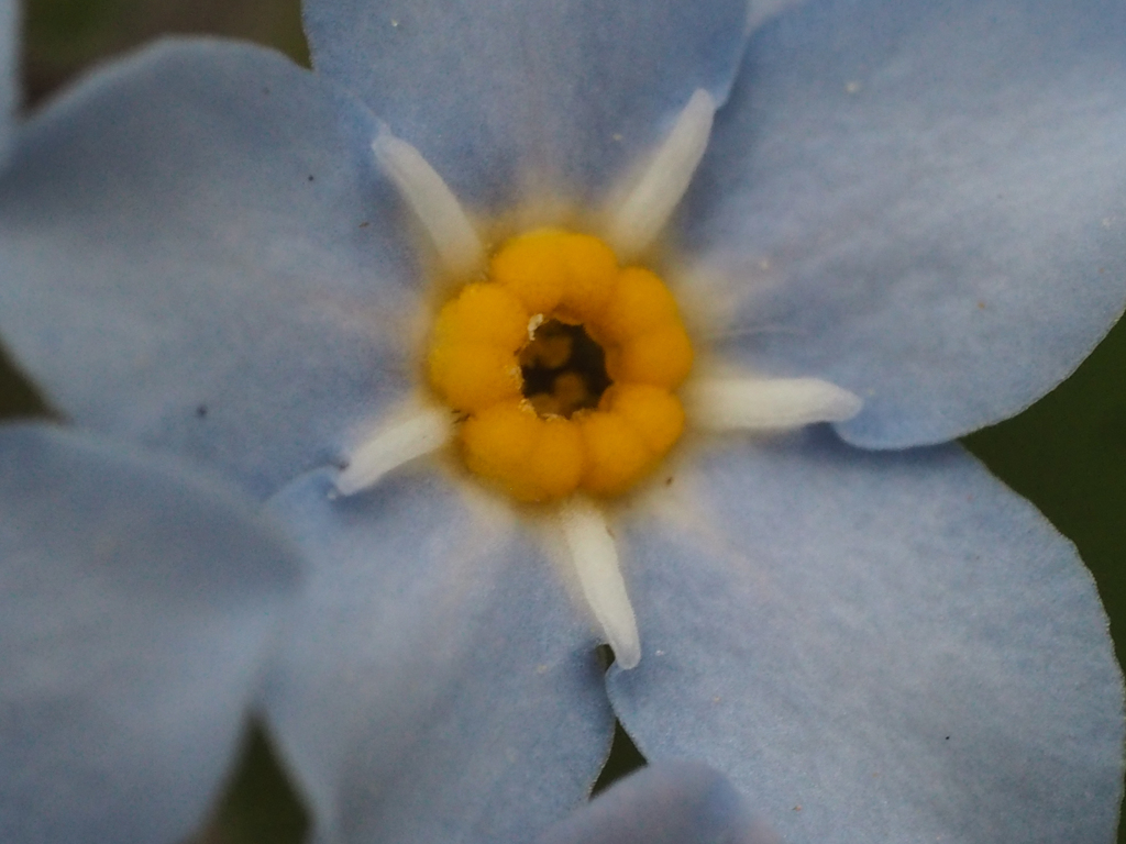 ガン寄り花
