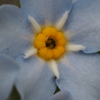 ガン寄り花