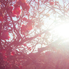 梅の花 Utulens