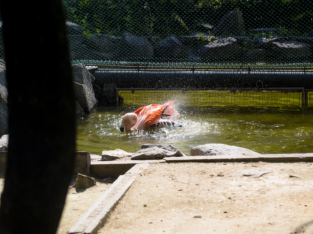 フラミンゴパイセン水パシャ写真