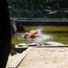 フラミンゴパイセン水パシャ写真