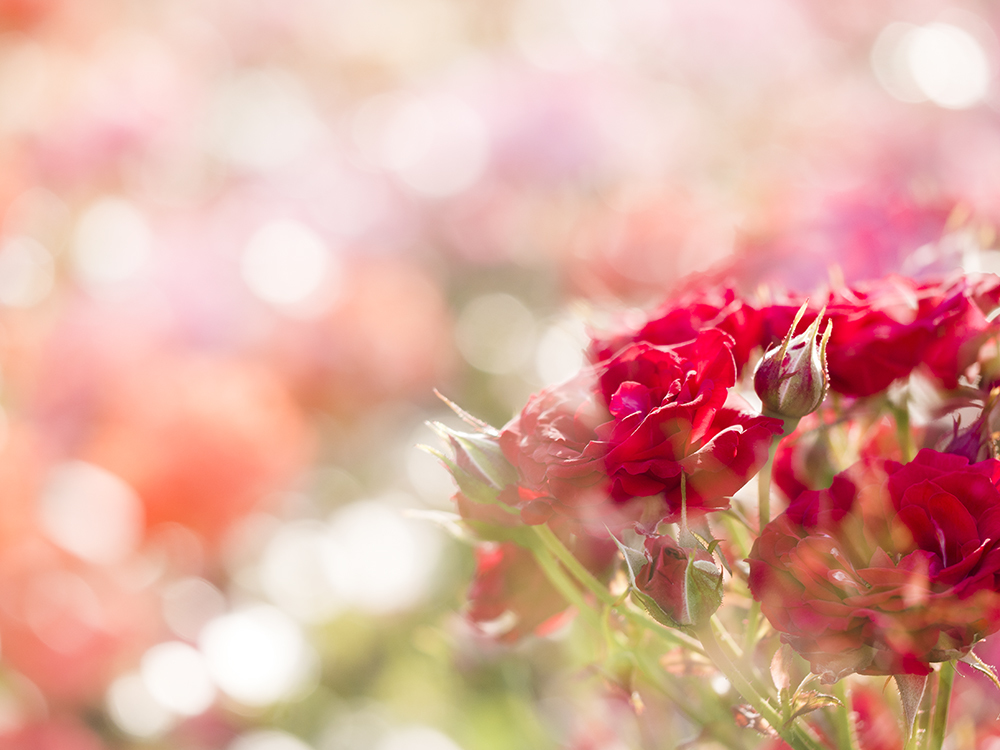 光差すところの薔薇