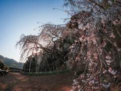 しだれ桜 