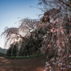 しだれ桜 