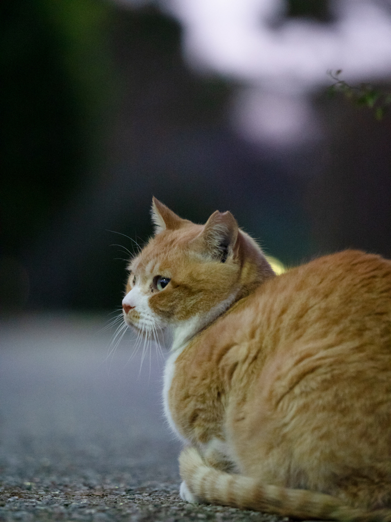夕方猫