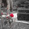 redRose