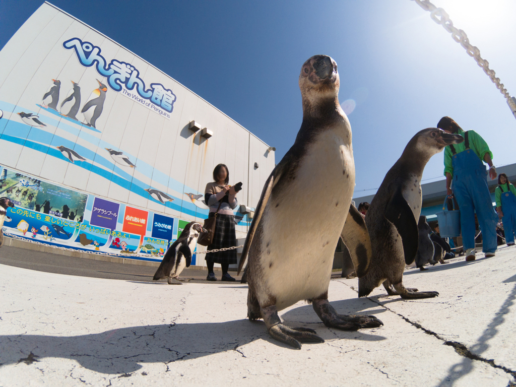 ペンギンウォーク By テンゴク Id 写真共有サイト Photohito