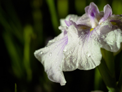 菖蒲