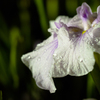 菖蒲