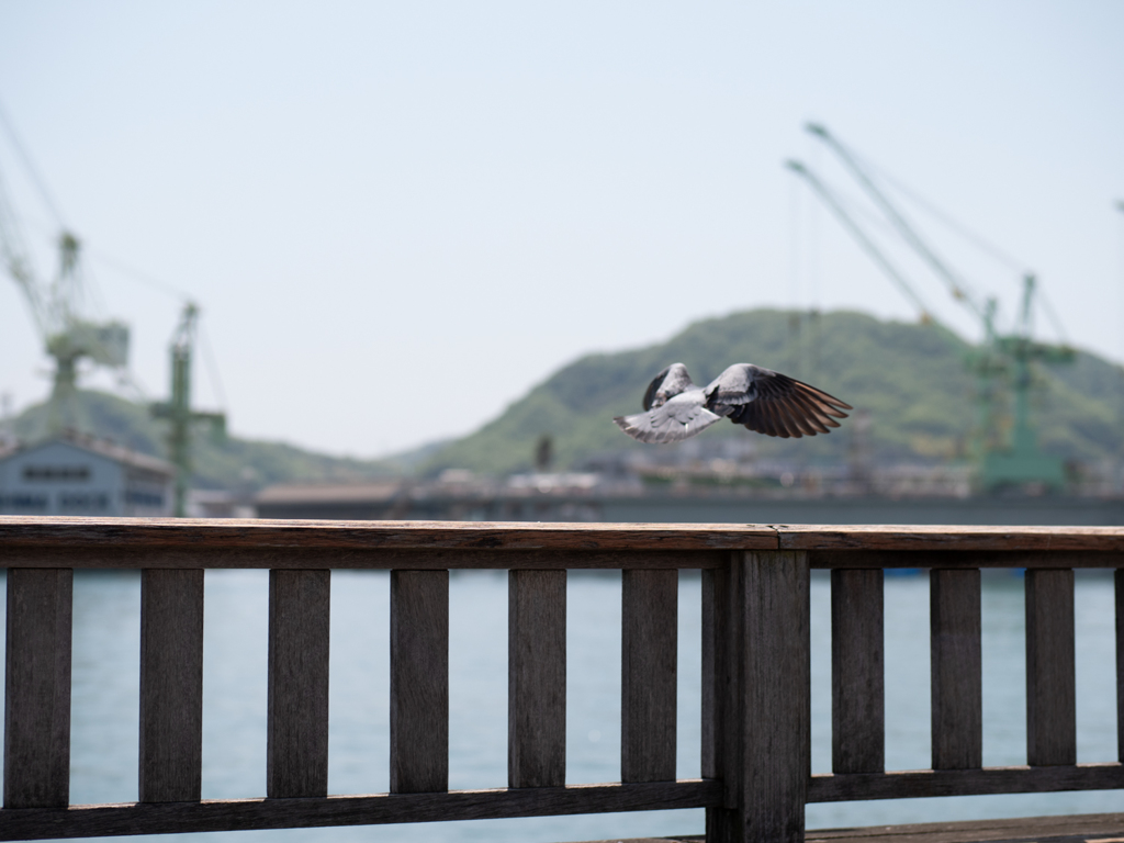 尾道海沿い散歩