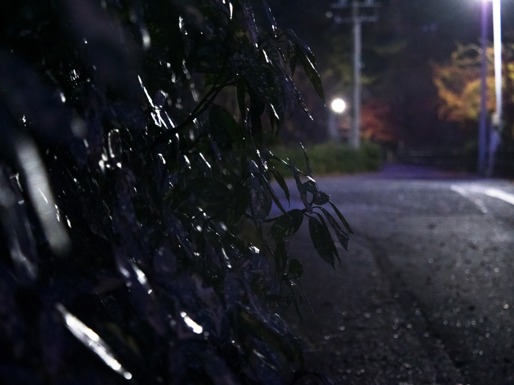 前の葉っぱ濡れ