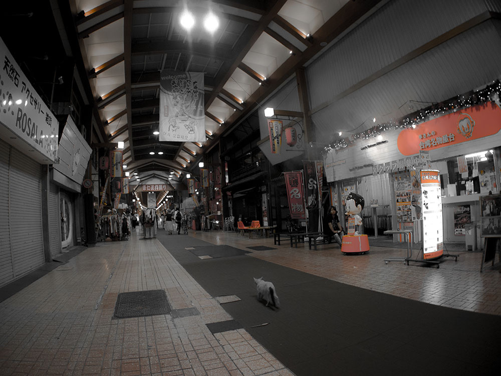 大須商店街の猫様