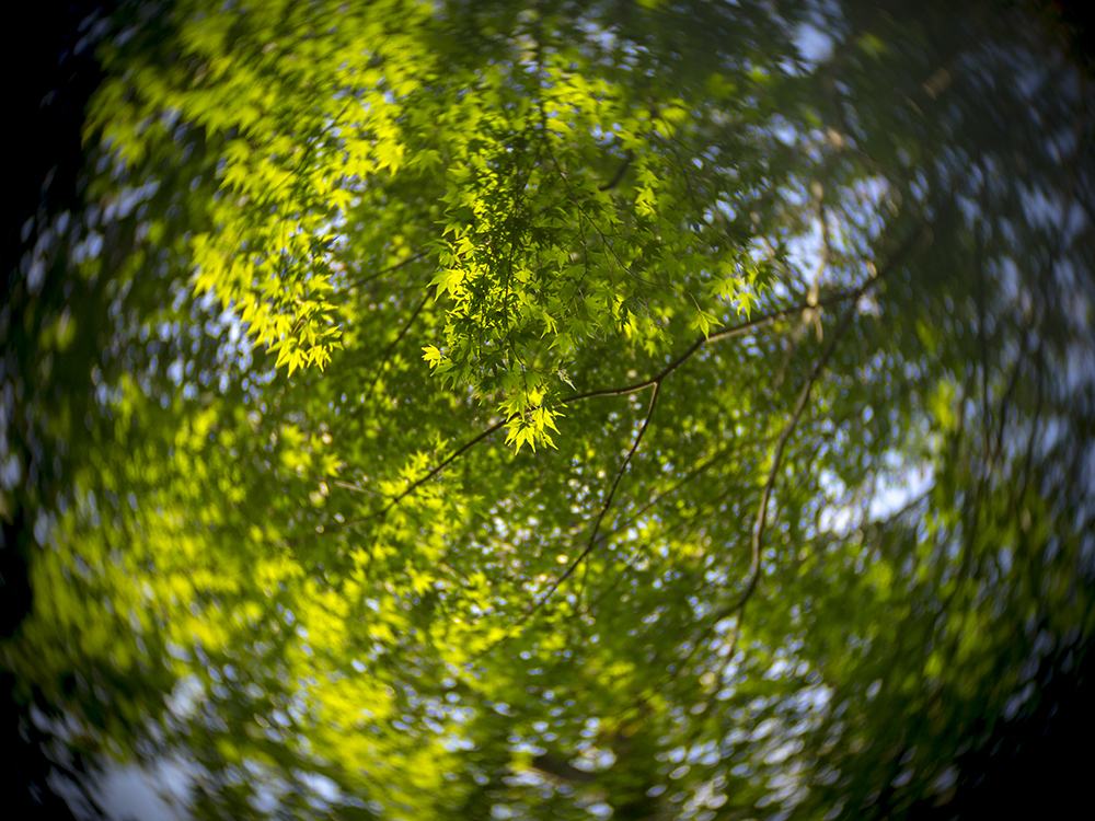 まだ赤くはなっておらんね