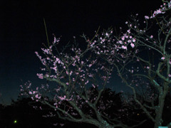 夜と梅