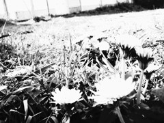 モノクロ蒲公英