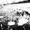モノクロ蒲公英