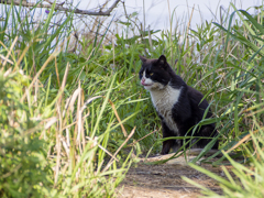 日間賀島猫