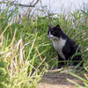 日間賀島猫