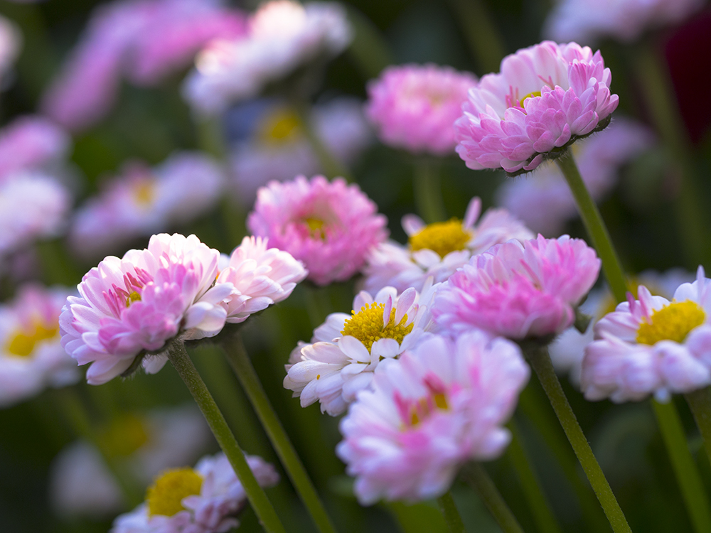 小さな花壇の花