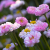 小さな花壇の花