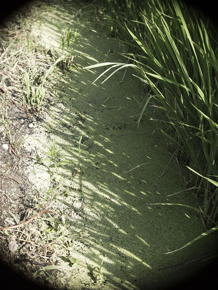 抹茶ではない。