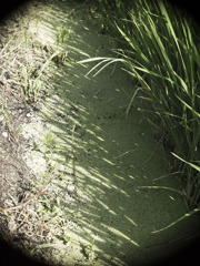 抹茶ではない。