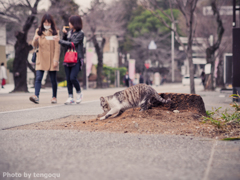 堀り猫さま