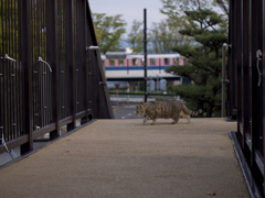 交通公園の猫