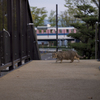 交通公園の猫