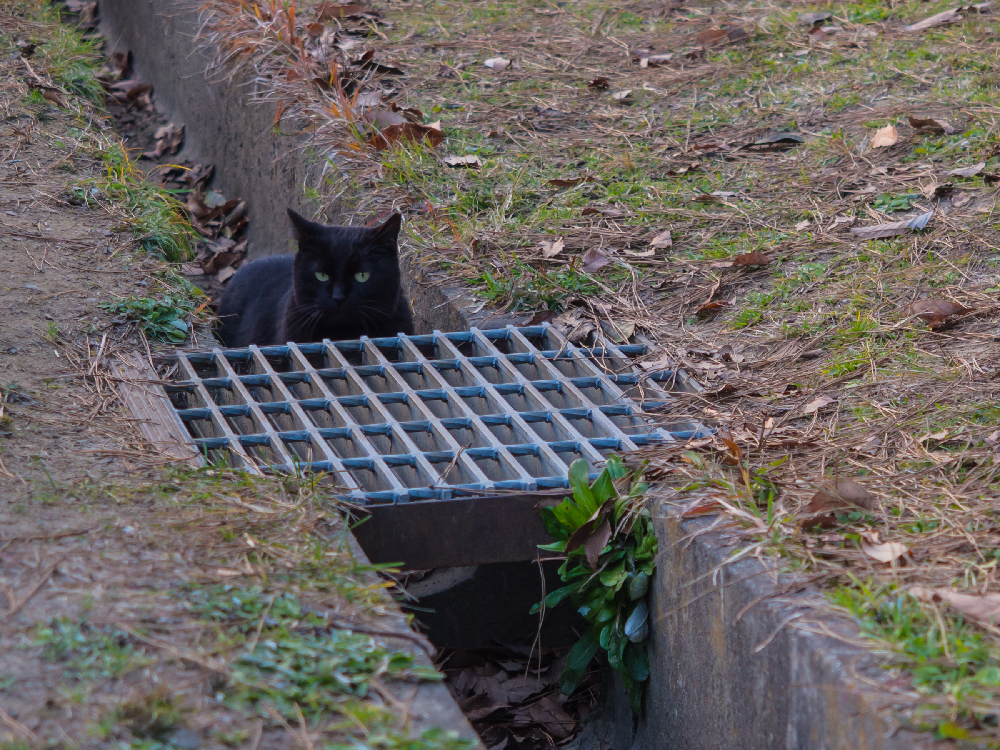 黒猫