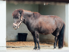 雨降ってテンション低い馬ども①