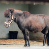 雨降ってテンション低い馬ども①