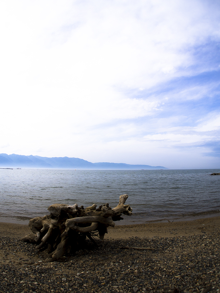 湖の流木