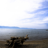 湖の流木
