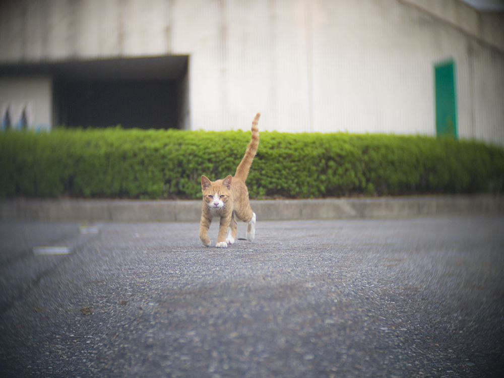 こいつ、もっと可愛かったんだけどなぁ・・・