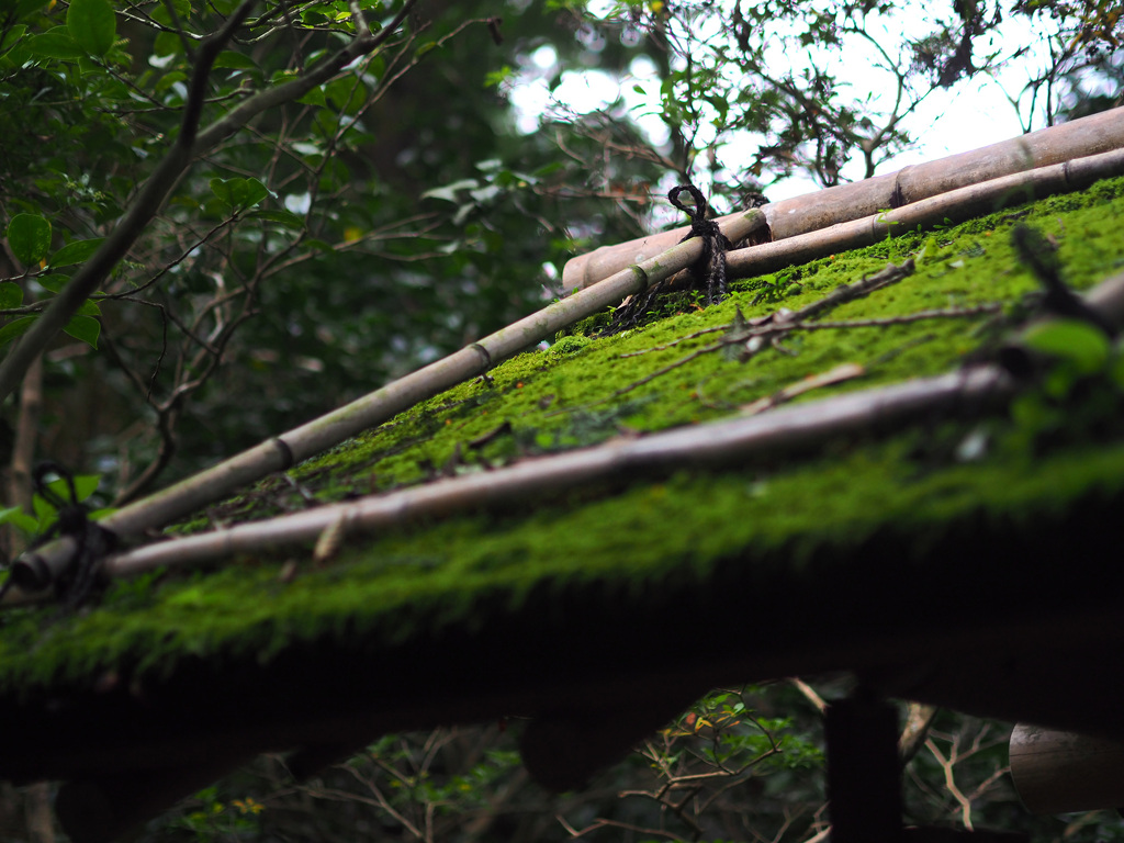 苔生す門