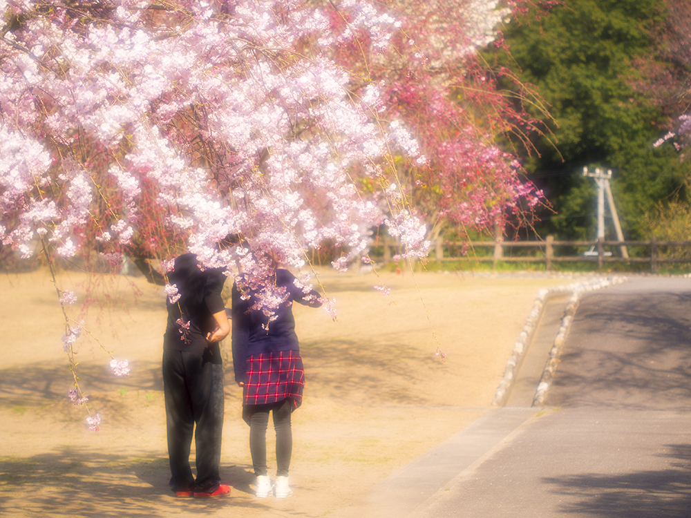 今年の桜。