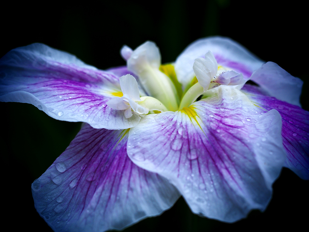 雫菖蒲