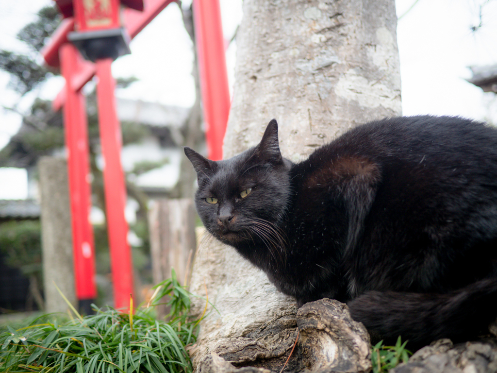 じんじゃねこ