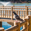 鳩の者