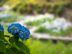 紫陽花　青