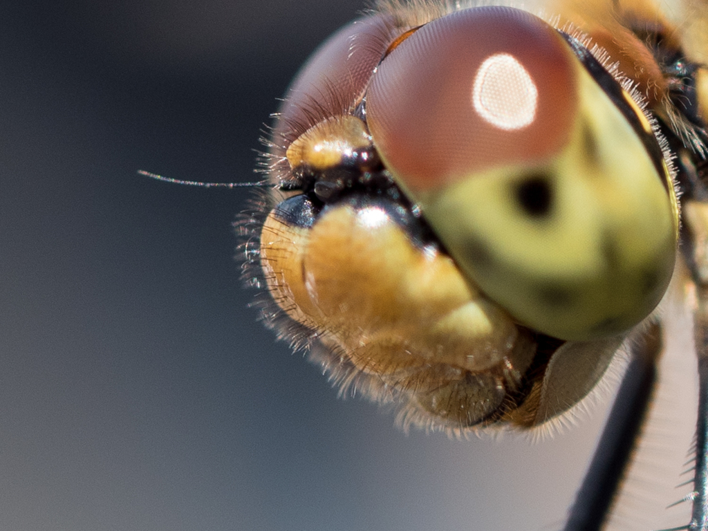 トンボは案外　毛モサ