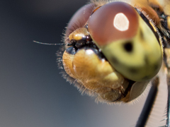 トンボは案外　毛モサ