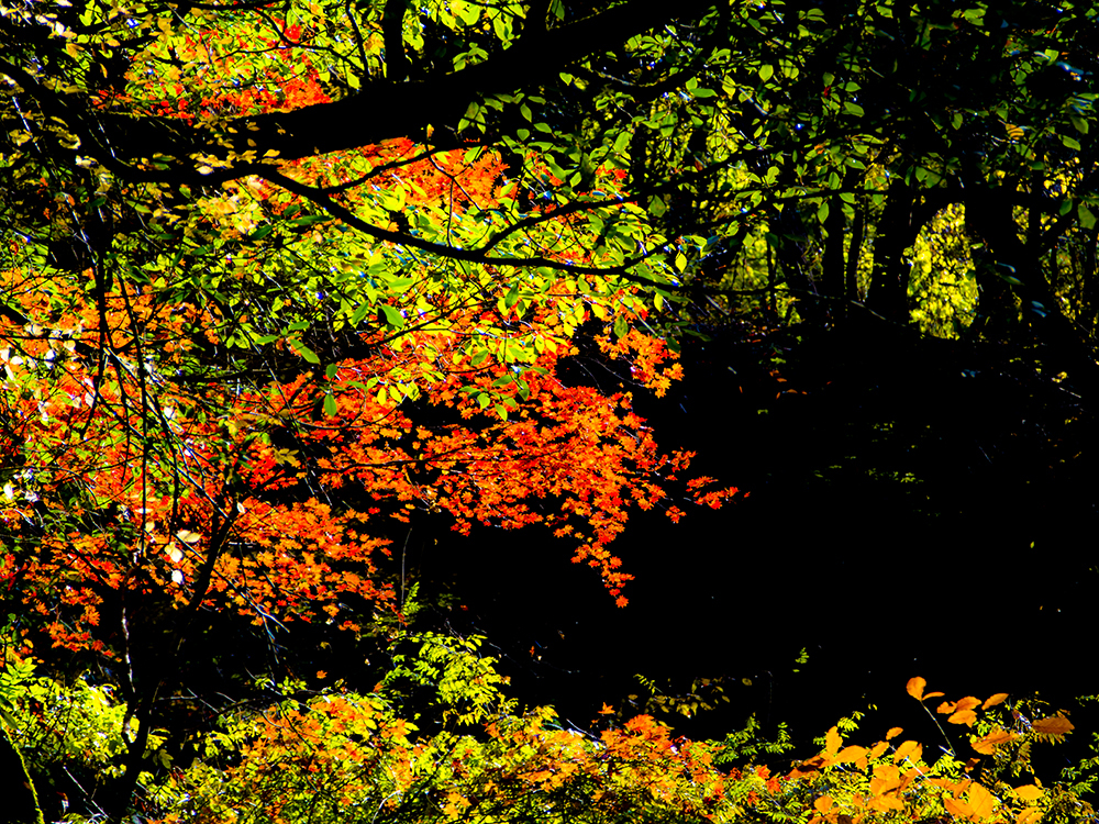 紅葉をセロハンっぽく現像してみた