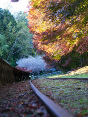 レールと紅葉で