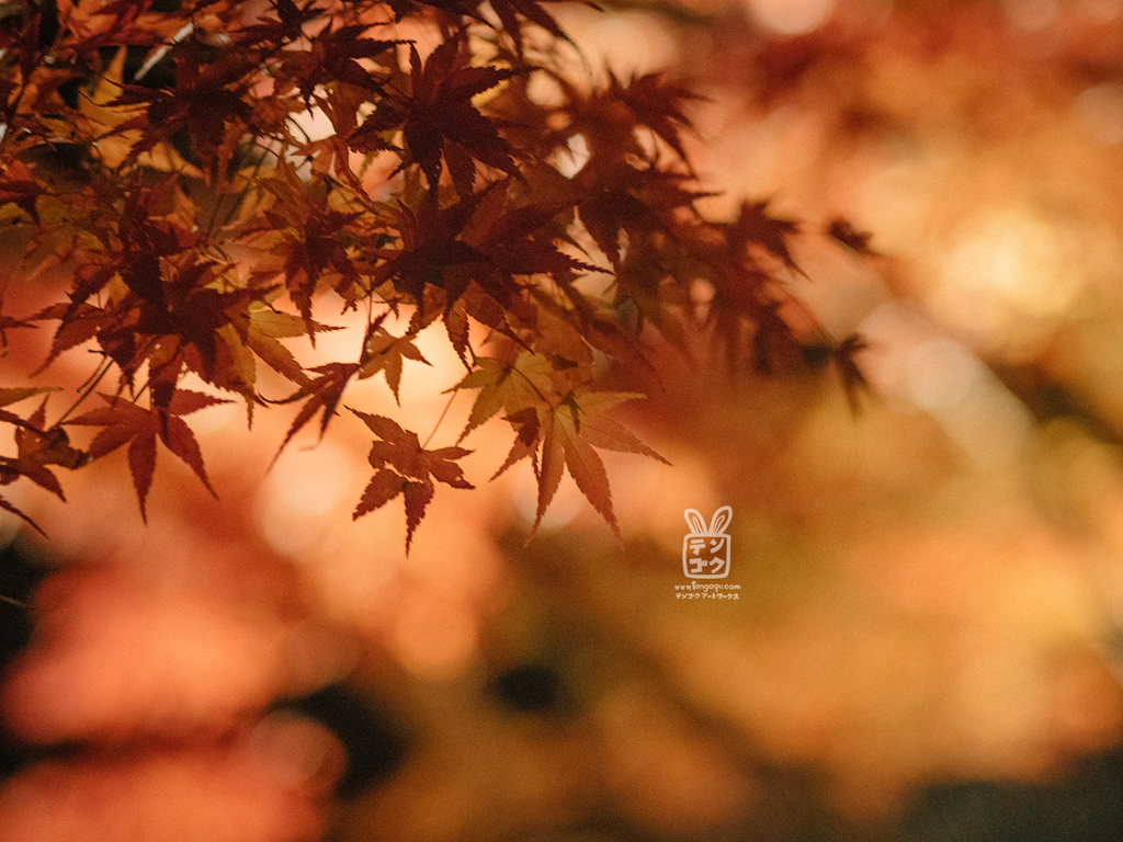 紅葉Bokeh