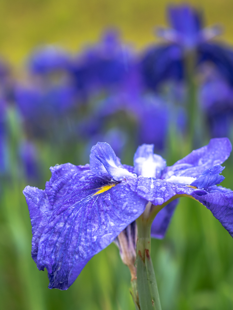 花菖蒲